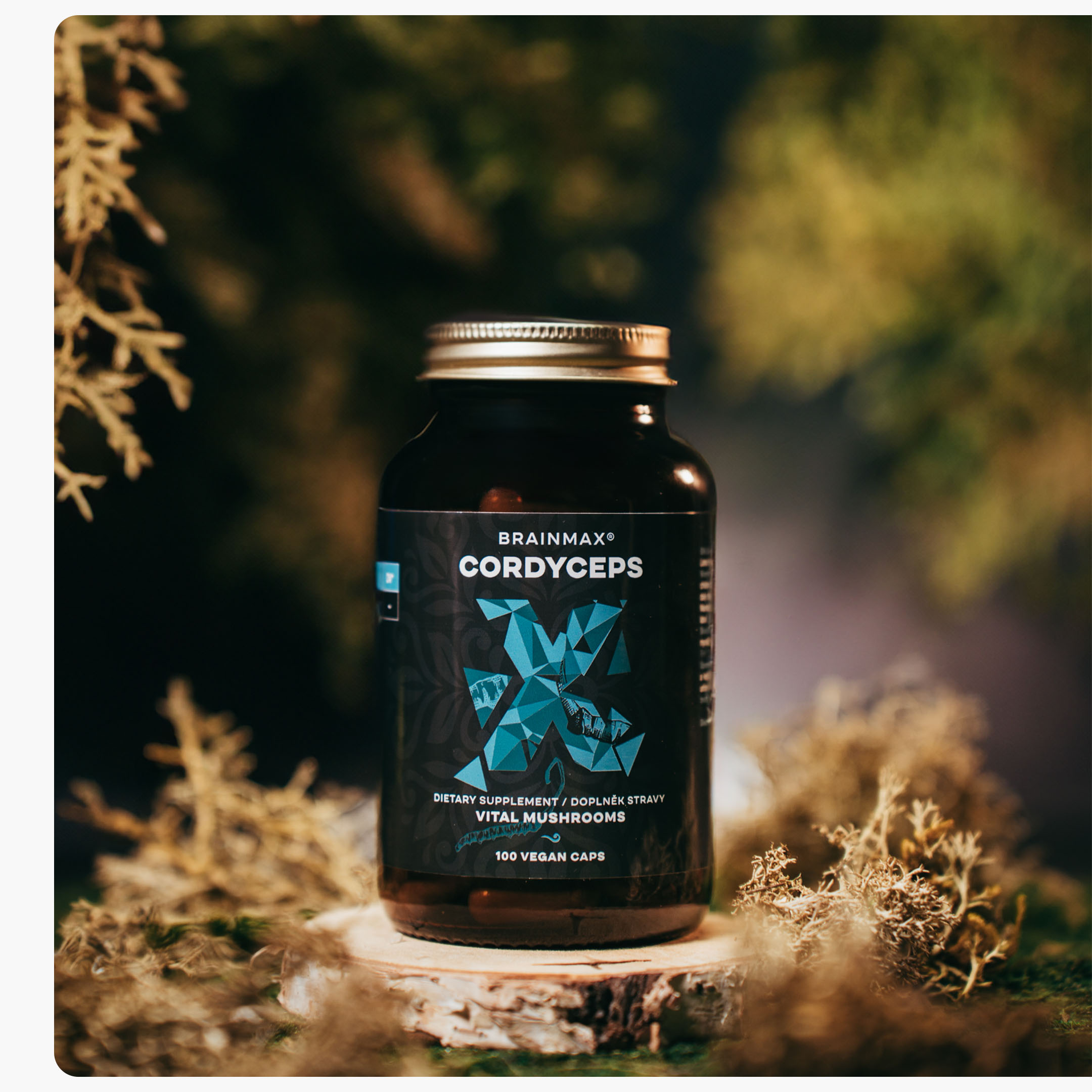 cordyceps produkt_3